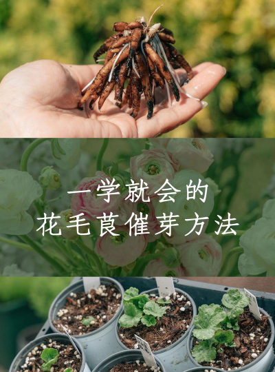 家庭养花用生根粉