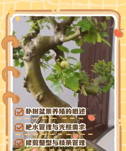 朴树盆景如何养殖