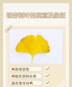 银杏叶象征什么寓意