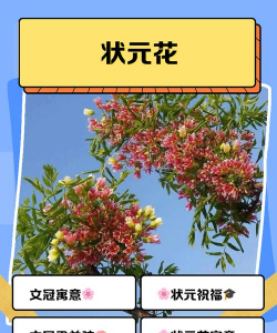 状元花的寓意是什么