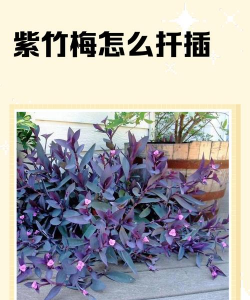 怎么使紫竹梅开花