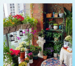 家庭养花用生根粉