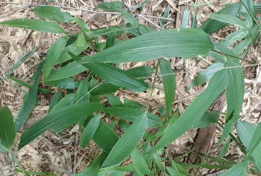 淡竹叶花是什么