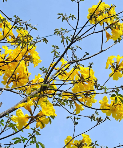 夏天黄花风铃木像什么