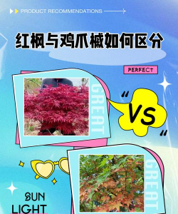 鸡爪槭如何区分