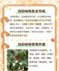 乌秋树有什么作用