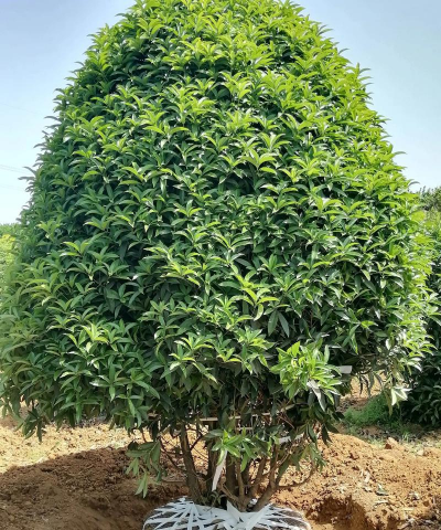 丛生桂花如何培养