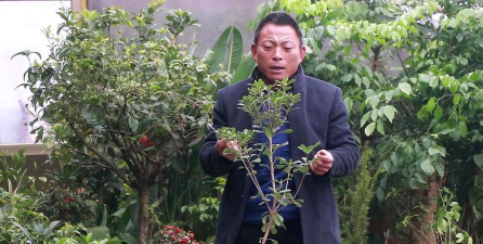 家庭养花用生根粉