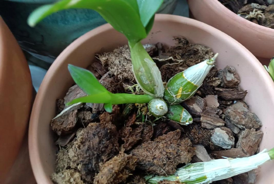 家庭养花用生根粉