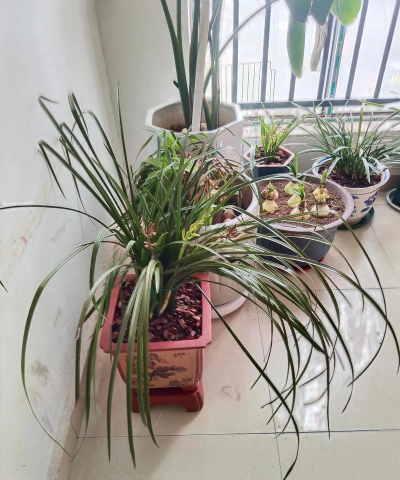 家庭养花用生根粉