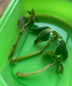 家庭养花用生根粉