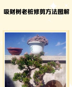 盆景树桩劈开怎么处理