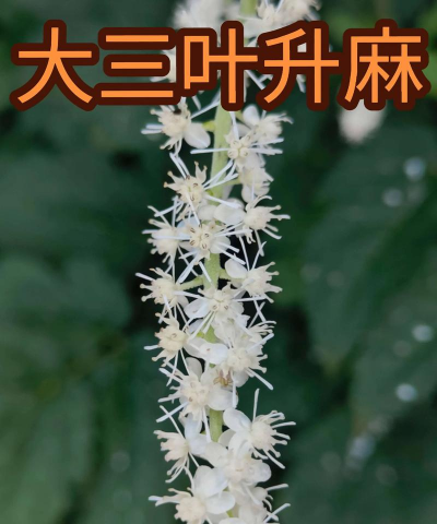 莲花升麻什么时候开花