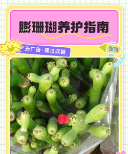 膨珊瑚怎么养 繁殖 膨珊瑚怎么养 繁殖