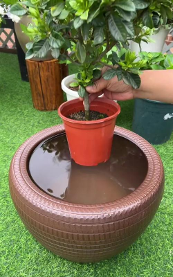 家庭养花用生根粉