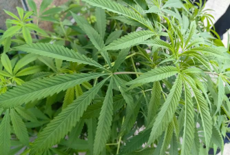 植物大麻长什么样子