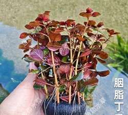 胭脂丁香如何养