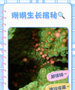 珊瑚如何生长繁殖