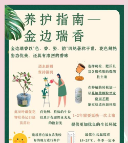 金边瑞香如何救活