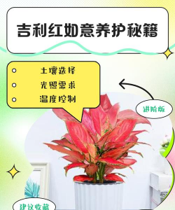 吉利红如何变红