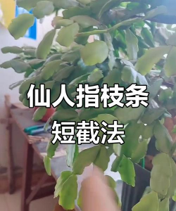 仙人条如何修剪