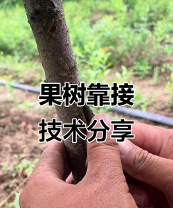 如何靠橘子树