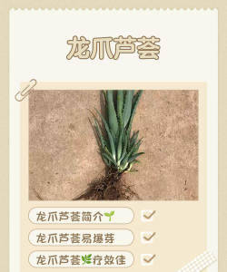 龙爪芦荟花语是什么