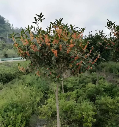 朱砂丹桂冬天怎么管理