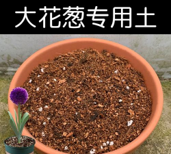 大花葱用什么土