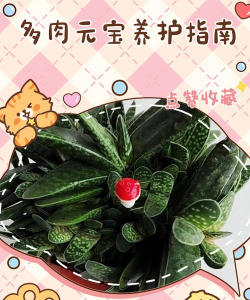 元宝锦夏天怎么养