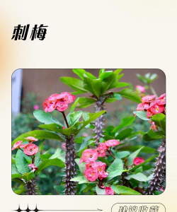 刺梅花如何食用