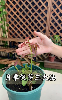 家庭养花用生根粉