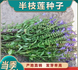 半枝莲什么时候种植