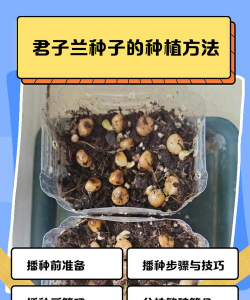 如何盆栽种子