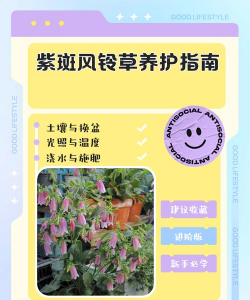 风铃草如何养护