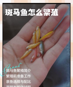 斑马如何养育后代