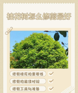 桂花树如何剪枝