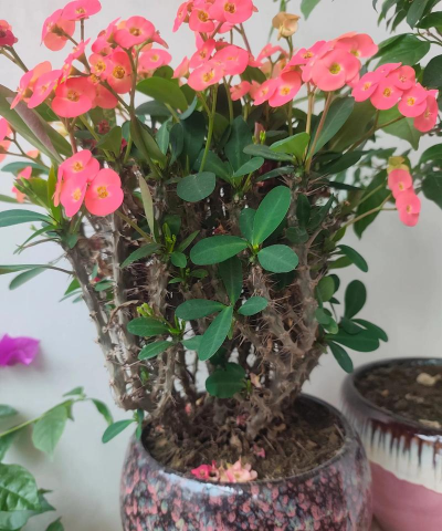 家庭养花用生根粉