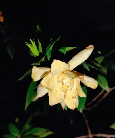 白蟾花花语是什么