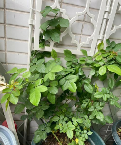 京月季怎么不开花