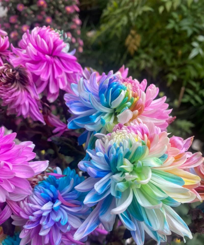 家庭养花用生根粉