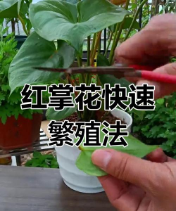 红叶花如何繁殖