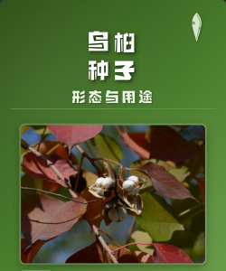 乌桕树籽有什么作用