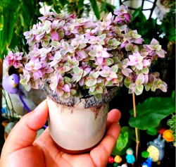 胭脂云冬天怎么死了