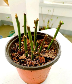 家庭养花用生根粉