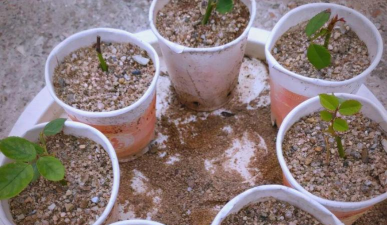 家庭养花用生根粉