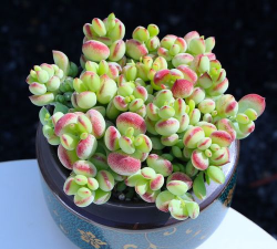 福娘云南怎么养