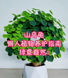 地不容如何养护