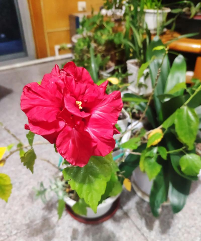 家庭养花用生根粉