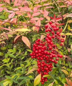 南天竹果子什么颜色